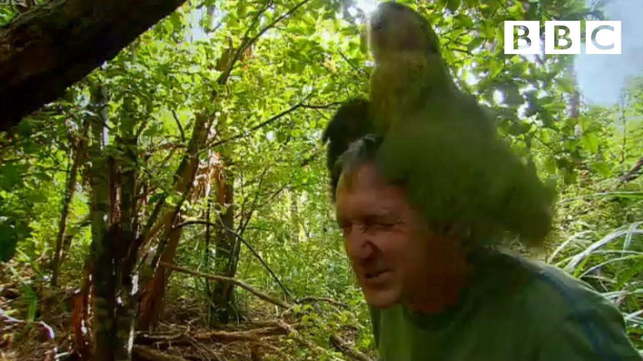 Shagged by a rare parrot | Last Chance To See - BBC