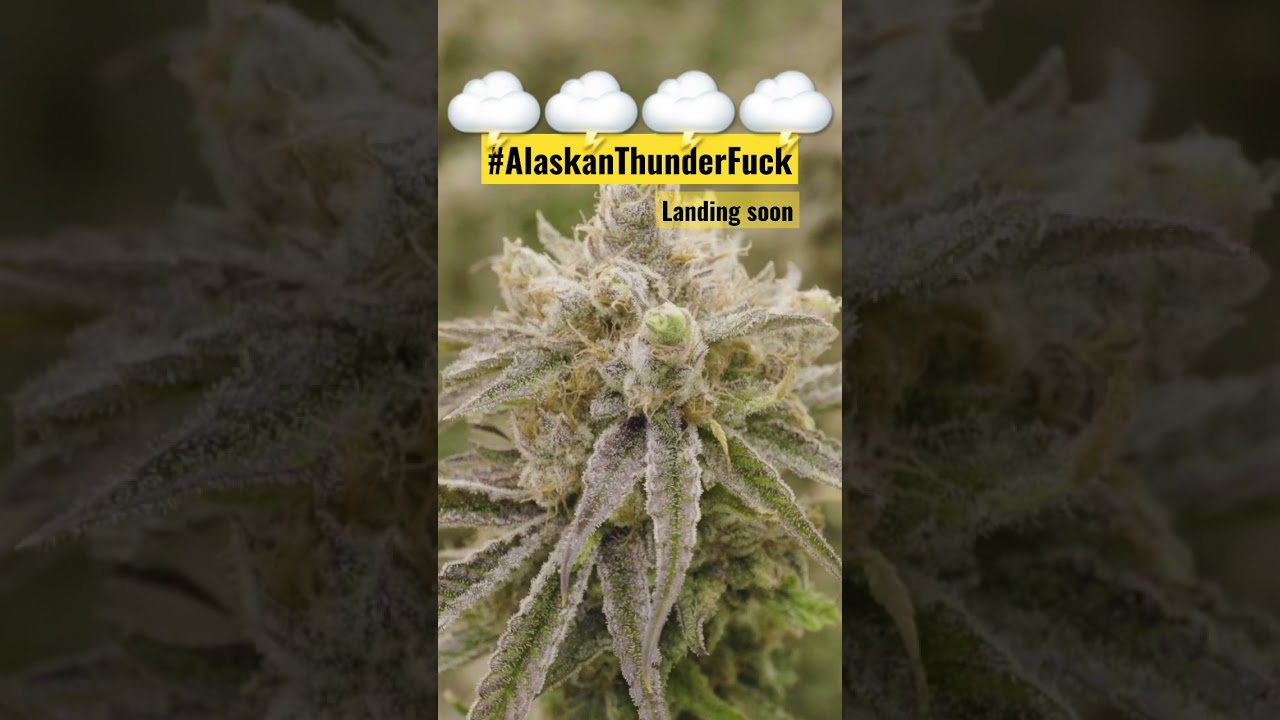 A storm is approaching… #AlaskanThunderFuck landing soon at Solar Cannabis Co. #ATF