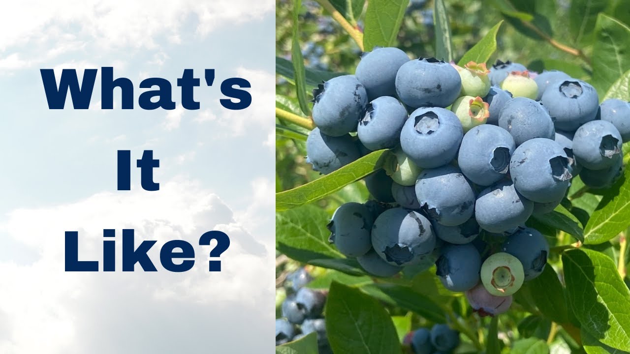 How I Pick and Prep Blueberries #Shorts